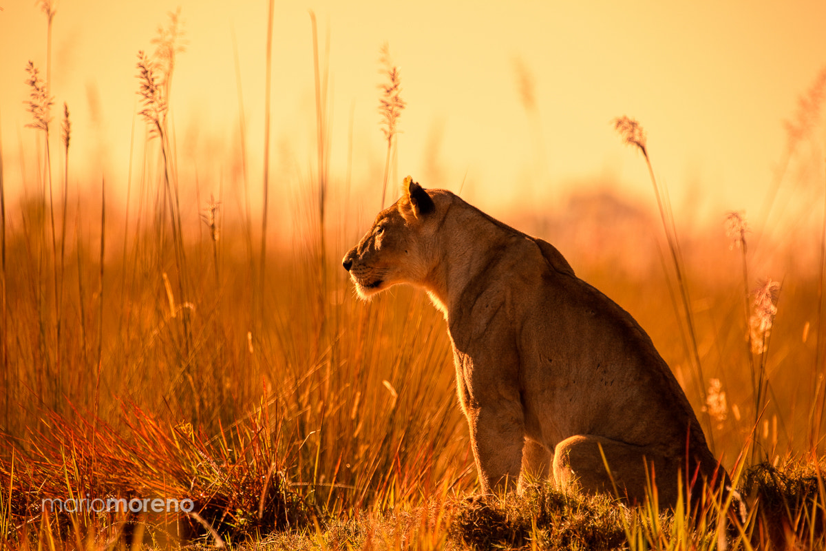 Canon EF 300mm F2.8L IS USM sample photo. Sunset stalking photography