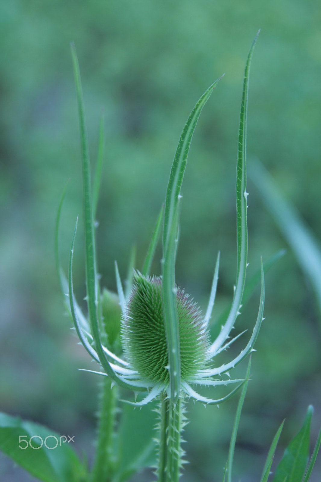 Canon EF 28-135mm F3.5-5.6 IS USM sample photo. Eryngium planum photography