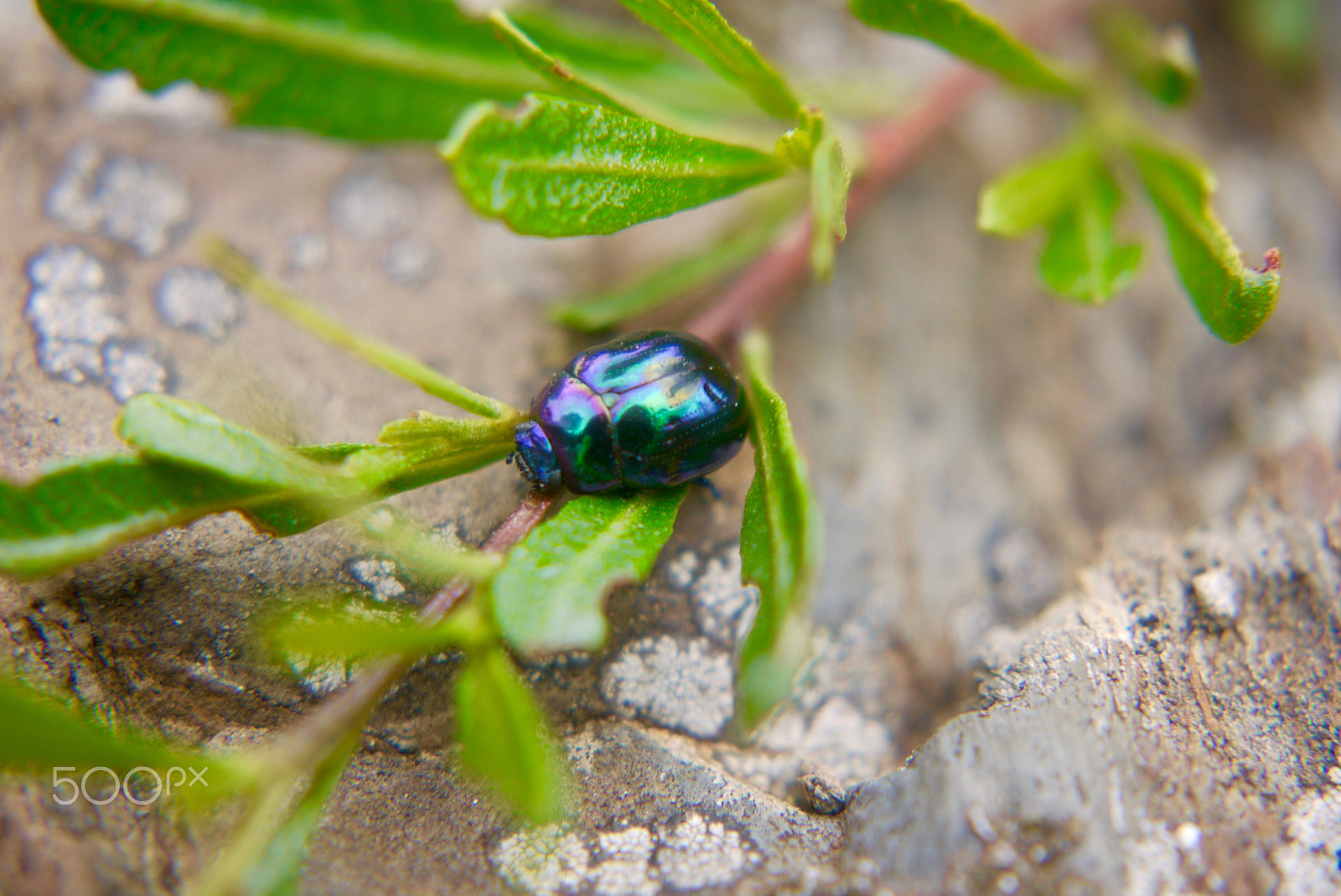 Panasonic Lumix G Vario 45-200mm F4-5.6 OIS sample photo. Colourful beetle photography