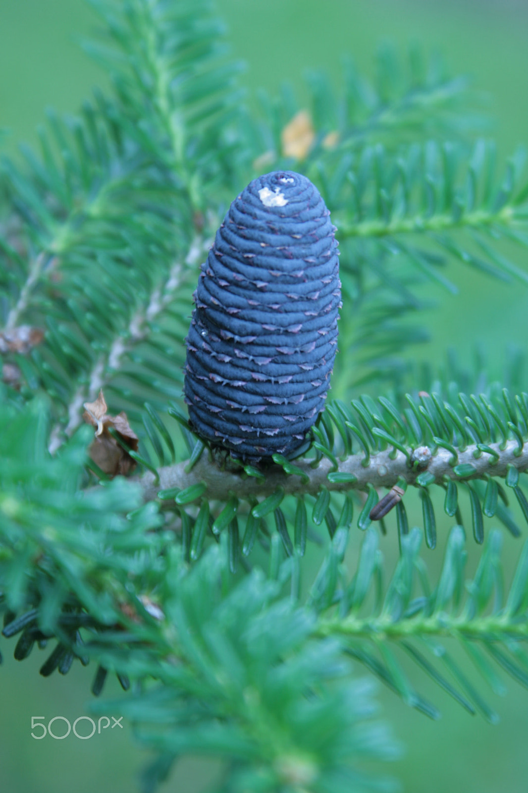 Canon EF 28-135mm F3.5-5.6 IS USM sample photo. Cone of fir, pihdan käpy photography