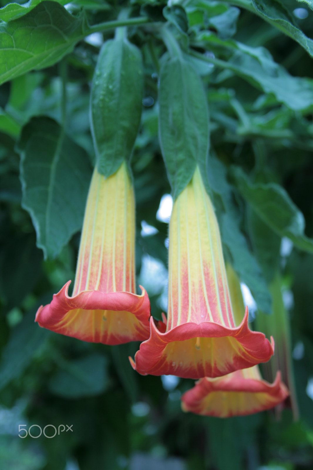 Canon EF 28-135mm F3.5-5.6 IS USM sample photo. Angel's trumpet, pasuunakukka photography
