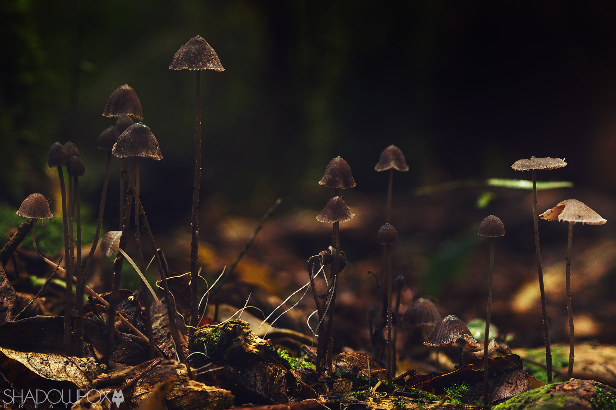 Canon EF 28-90mm f/4-5.6 sample photo. Fungi photography