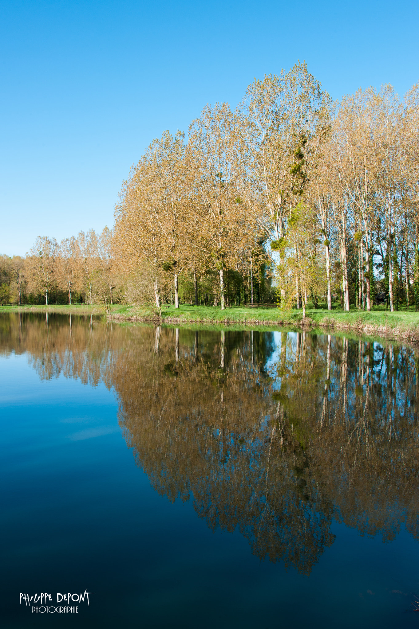 Nikon D3 sample photo. The reflected trees photography