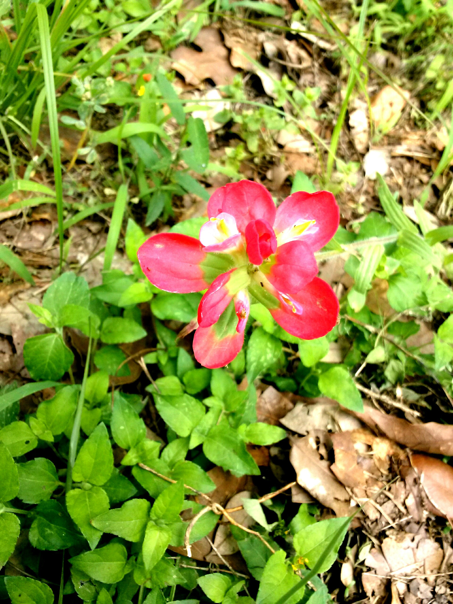 LG Optimus F6 sample photo. Indian paint brush flower photography