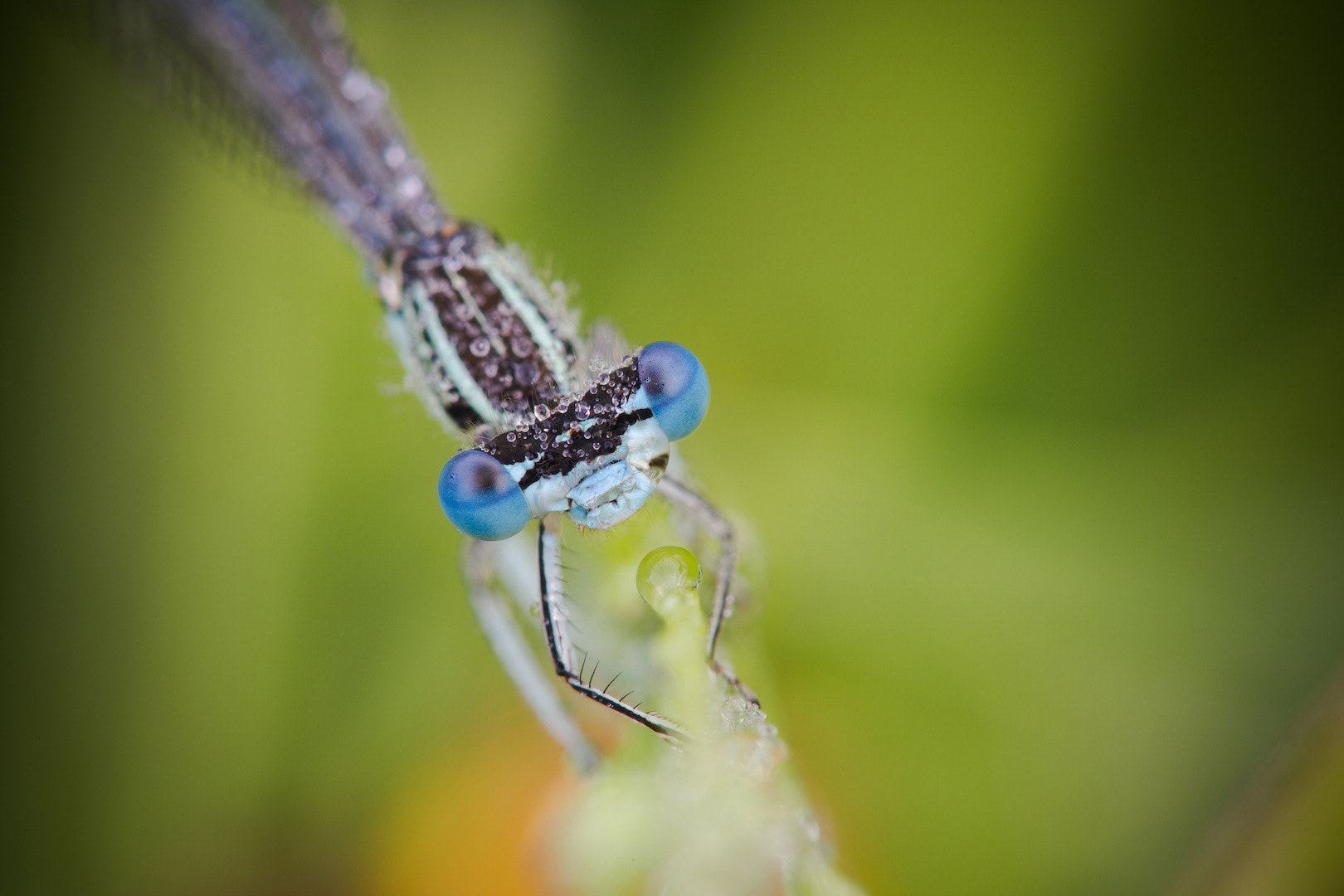 Tamron SP AF 180mm F3.5 Di LD (IF) Macro sample photo. Blue eyes in the green world photography