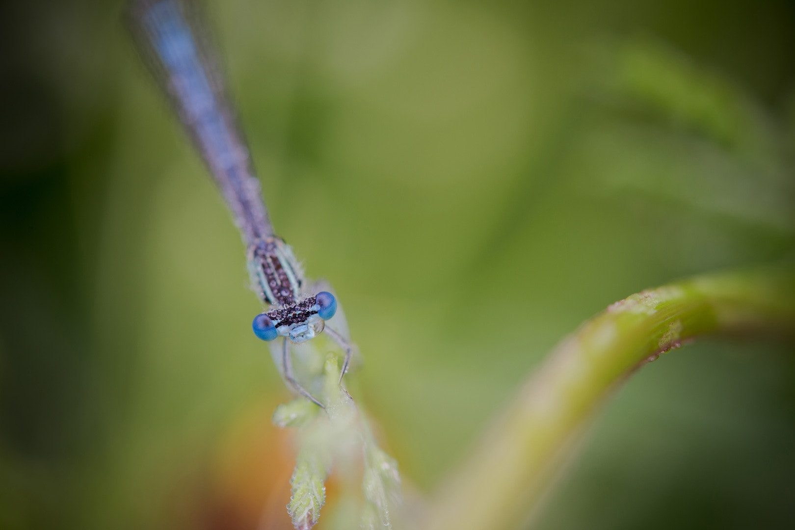 Tamron SP AF 180mm F3.5 Di LD (IF) Macro sample photo. Platycnemis pennipes photography