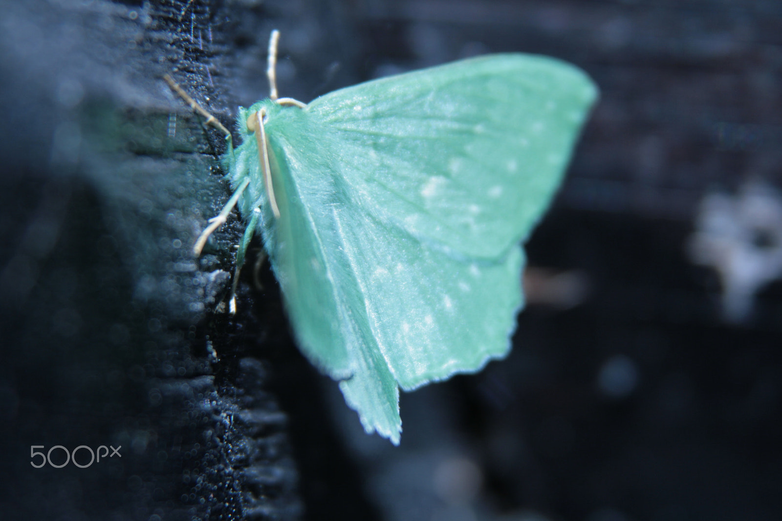 Canon EF 28-135mm F3.5-5.6 IS USM sample photo. Green butterfly, vihreä perhonen photography
