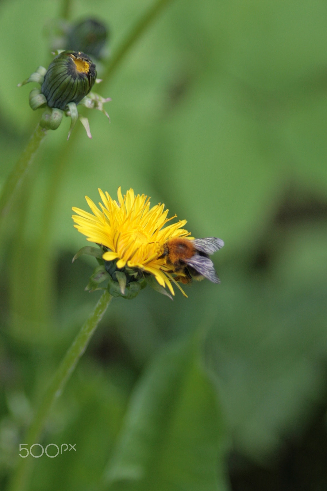 Canon EF 200mm F2.8L II USM sample photo. Dandelion and bee, kimalainen voikukassa photography