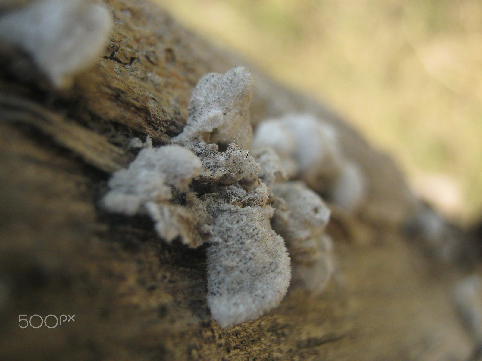 Canon PowerShot A800 sample photo. Mushroom photography