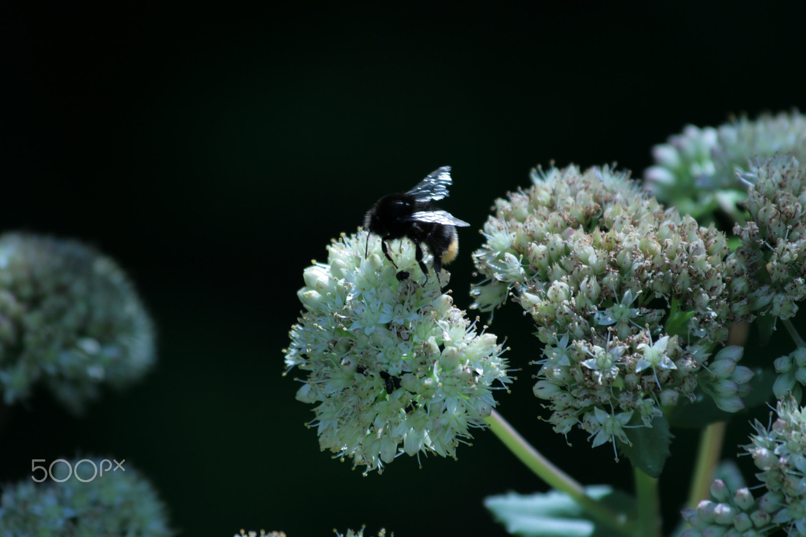 Canon EF 70-300mm F4-5.6 IS USM sample photo. Flower with bee, kukinto ja kimalainen photography