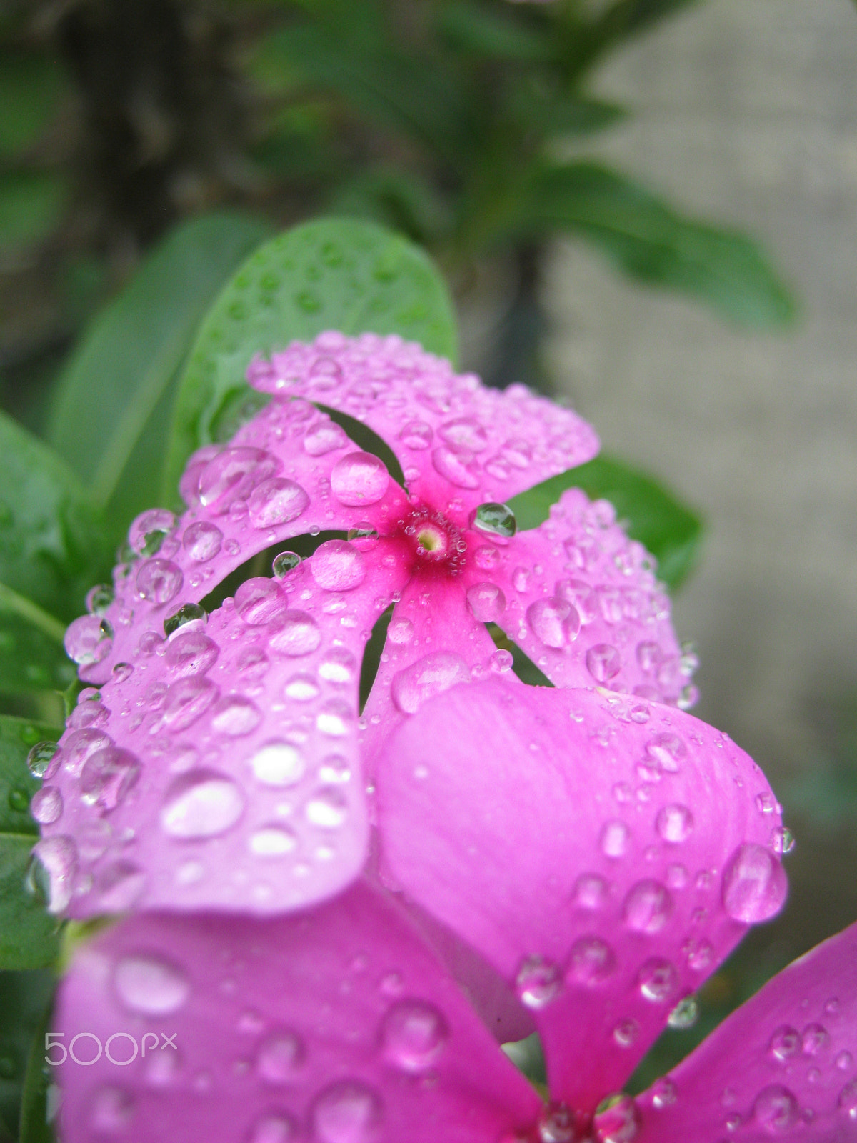 Canon PowerShot A800 sample photo. Macro water photography