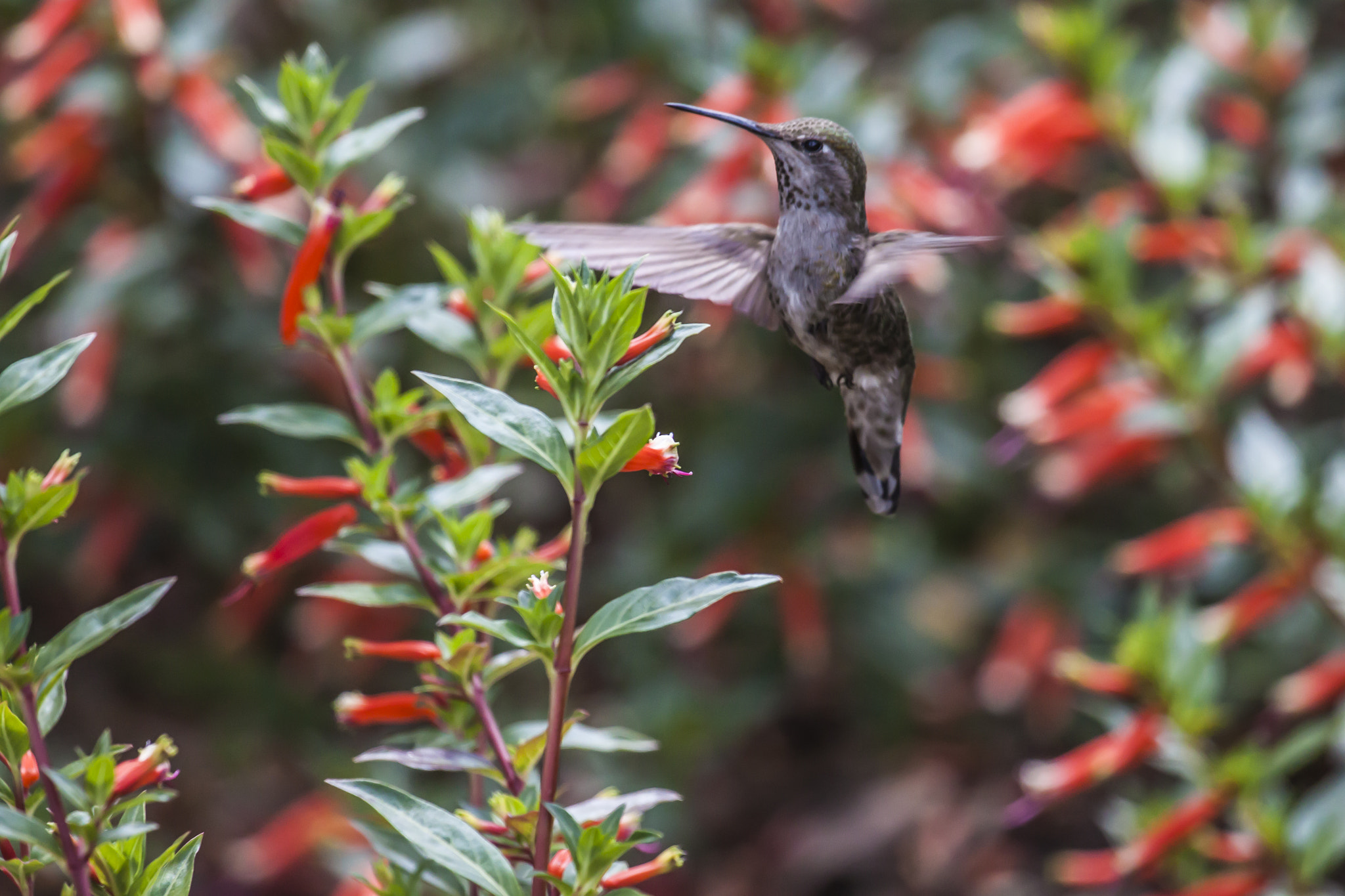 Canon EF 100-400mm F4.5-5.6L IS USM sample photo. Hummingbird and firecracker photography