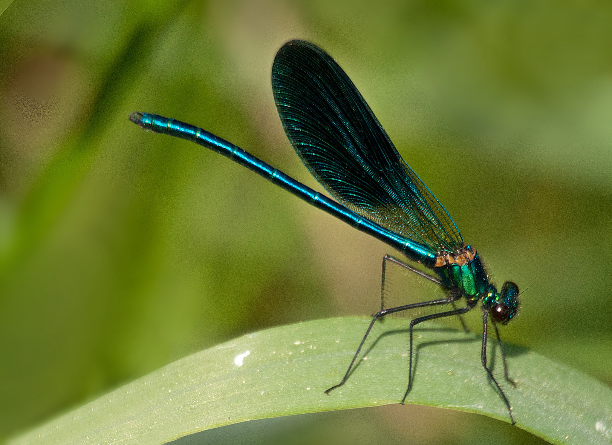 Sony Alpha DSLR-A300 + DT 18-270mm F3.5-6.3 SSM sample photo. Świtezianka błyszcząca (calopteryx splendens)2 photography