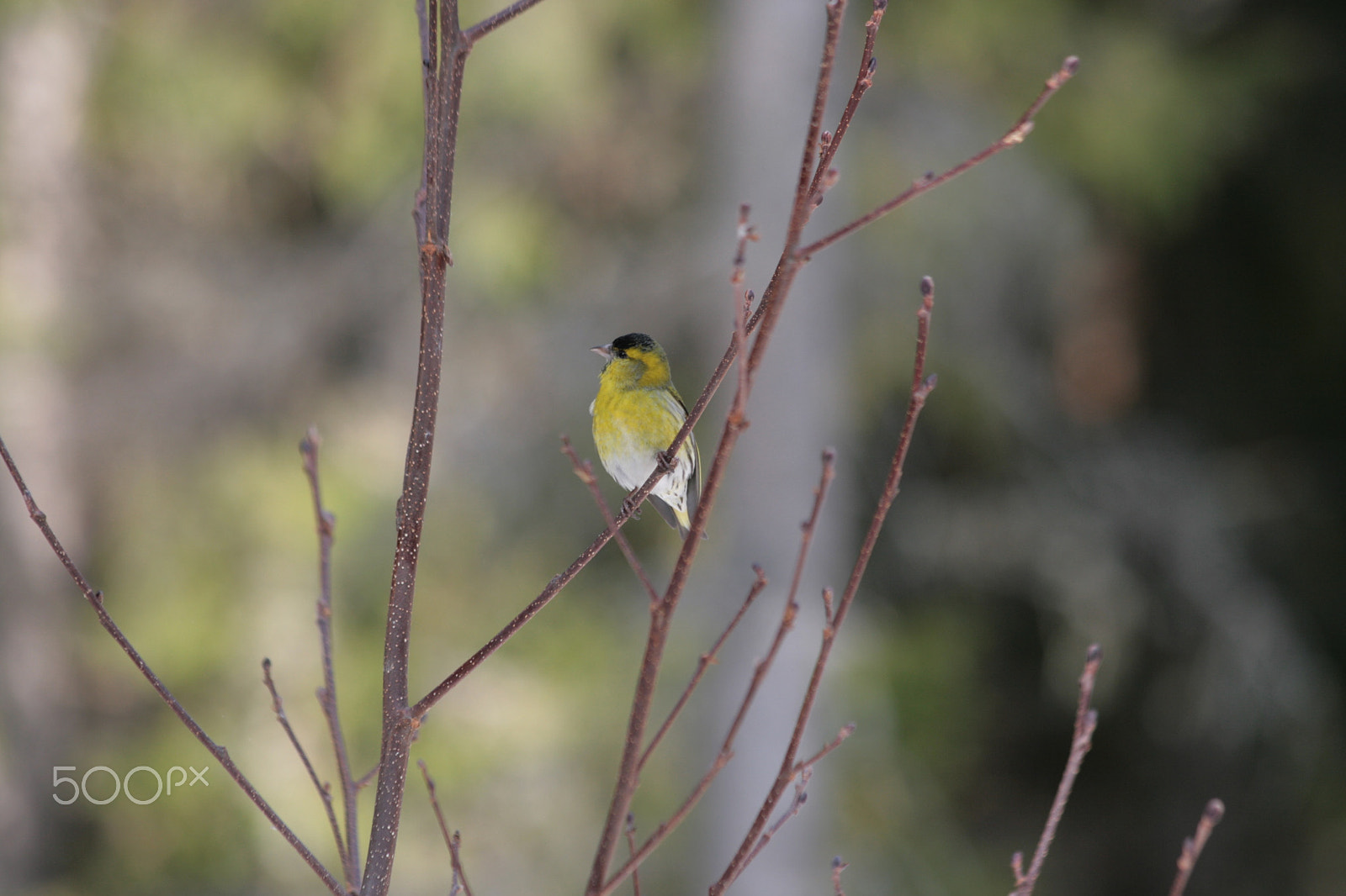 Canon EF 70-300mm F4-5.6 IS USM sample photo. Carduelis spinus photography