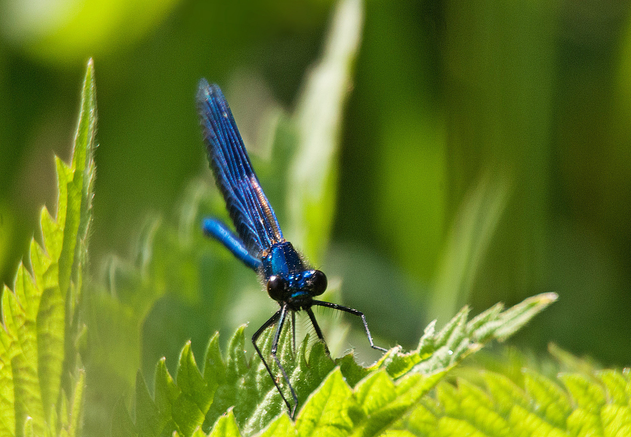 Sony Alpha DSLR-A300 + DT 18-270mm F3.5-6.3 SSM sample photo. Świtezianka błyszcząca (calopteryx splendens)3 photography