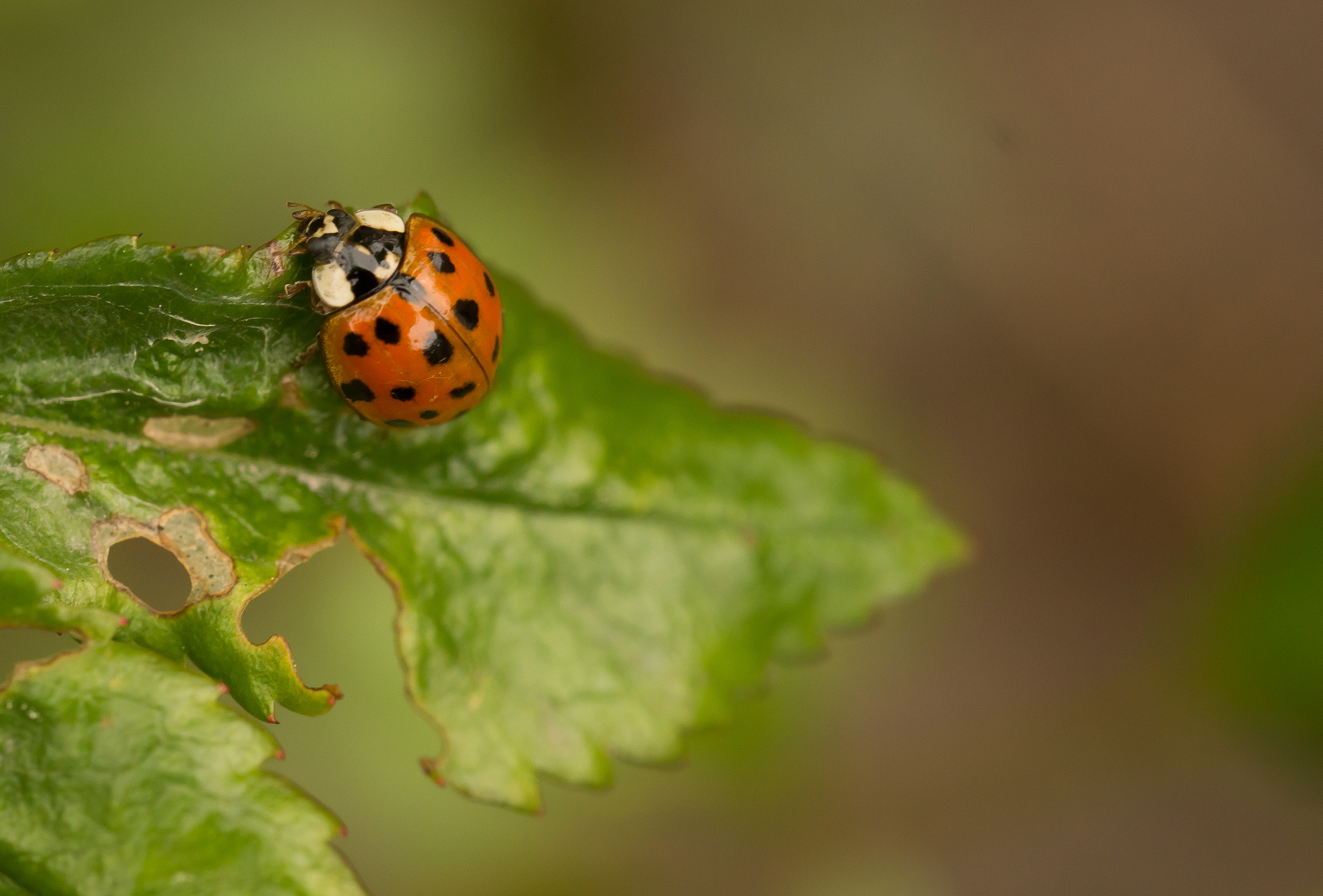 Sony SLT-A65 (SLT-A65V) sample photo. Lieveheers beestje photography