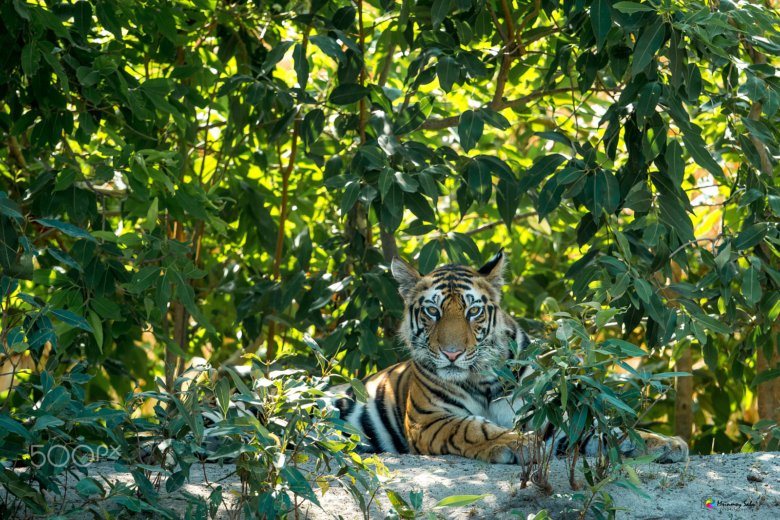 Canon EF 500mm F4L IS II USM sample photo. Tiger photography