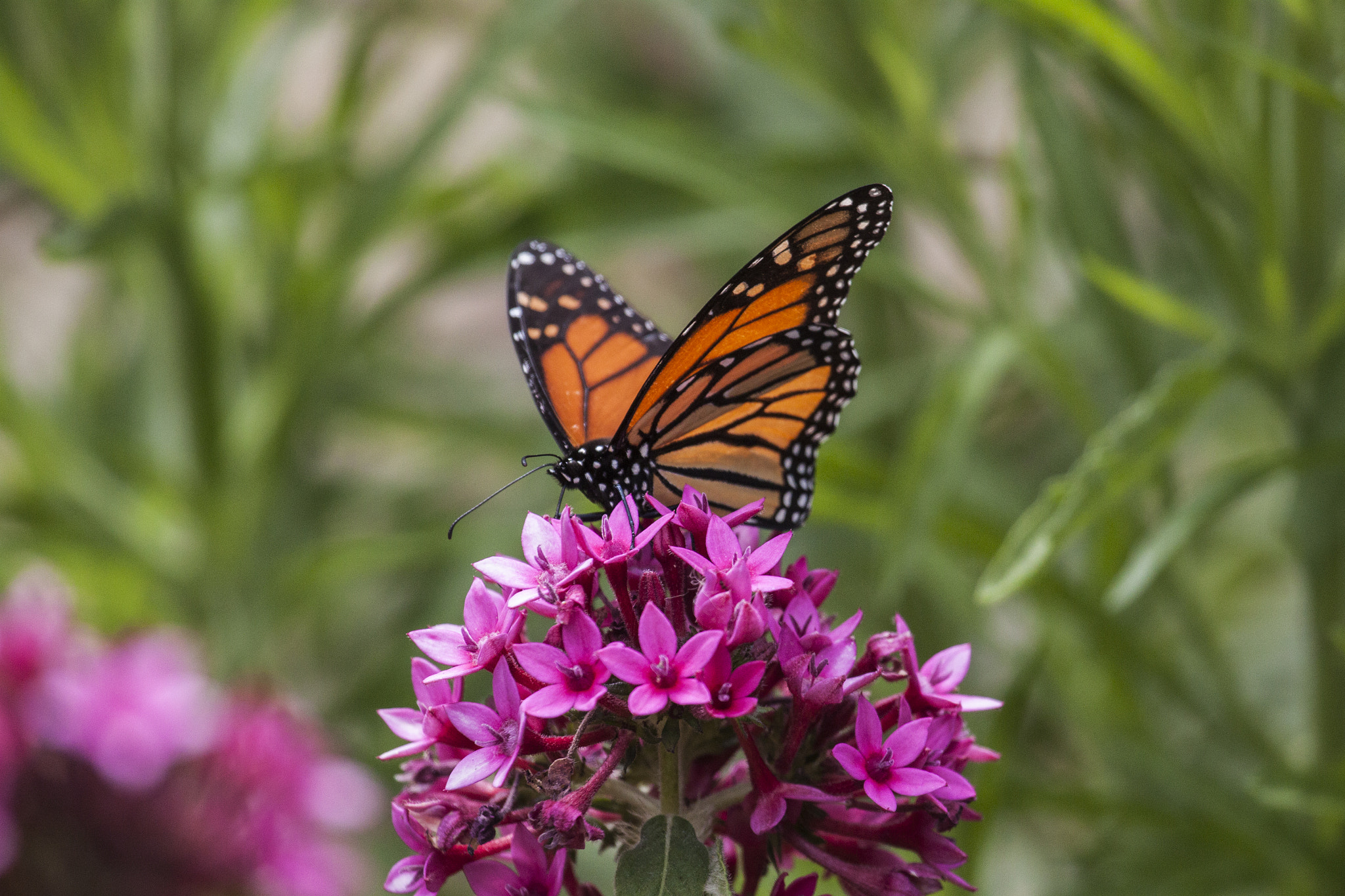Canon EF 100-400mm F4.5-5.6L IS USM sample photo. Monarch photography