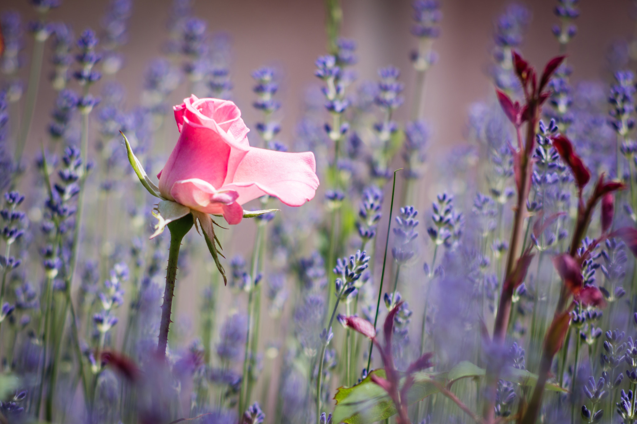 Nikon D3200 + AF Nikkor 70-210mm f/4-5.6 sample photo. Rose and lavender photography