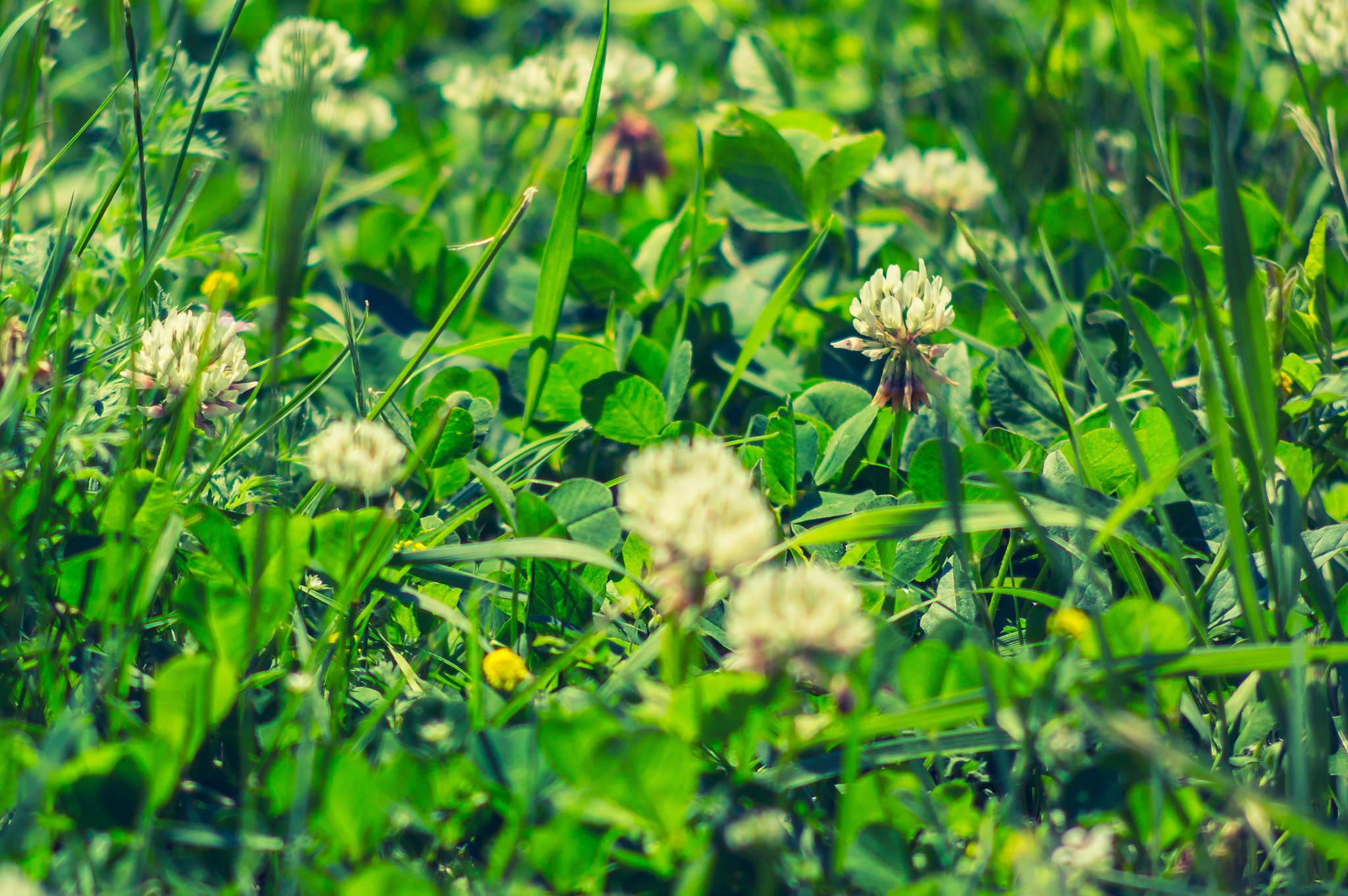 Nikon D3200 + AF Nikkor 70-210mm f/4-5.6 sample photo. Clovers photography