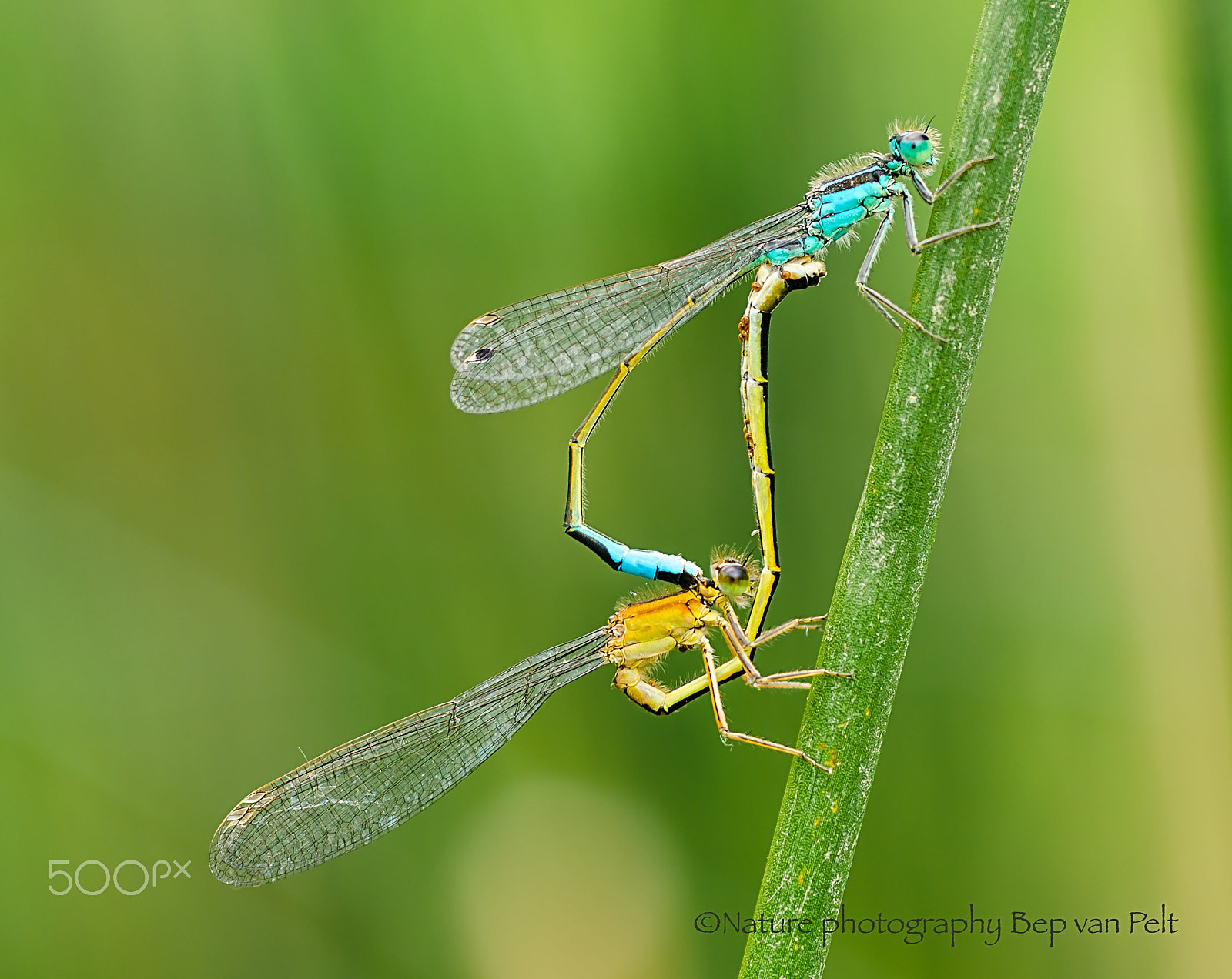 Nikon D7000 + Sigma 50mm F2.8 EX DG Macro sample photo. Mating blue-tailed damselfly photography