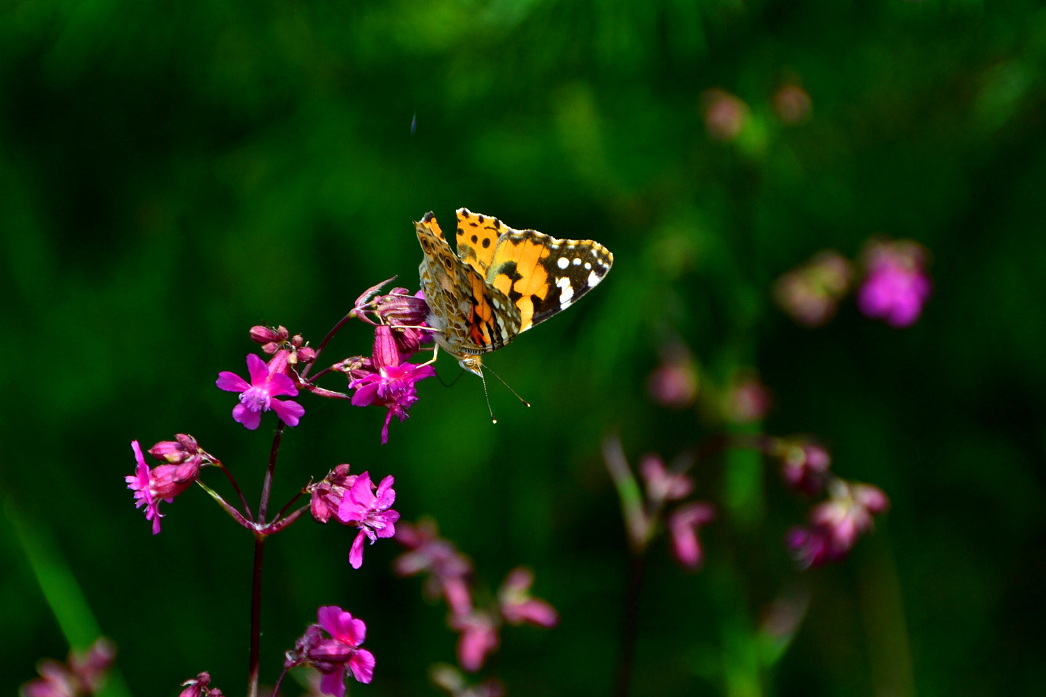 Sigma 18-250mm F3.5-6.3 DC OS HSM sample photo. Butterfly photography