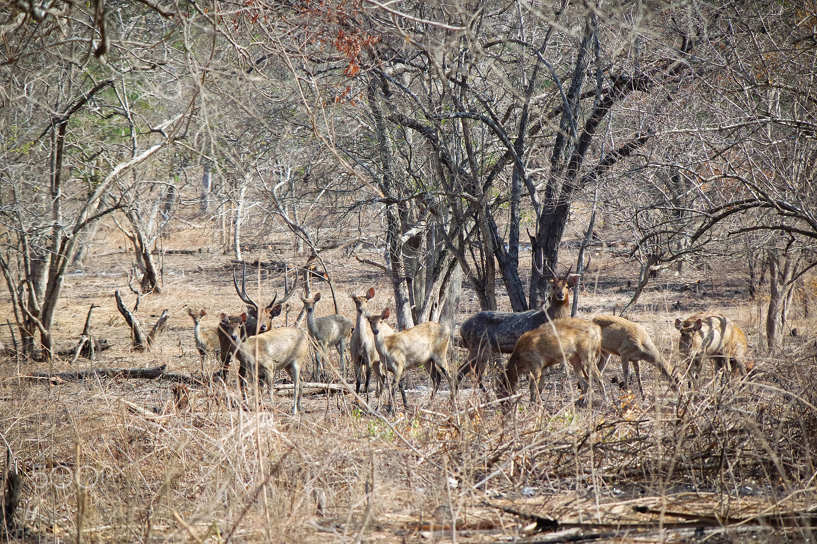 Samsung NX3000 + NX 50-200mm F4-5.6 sample photo. Deer family photography