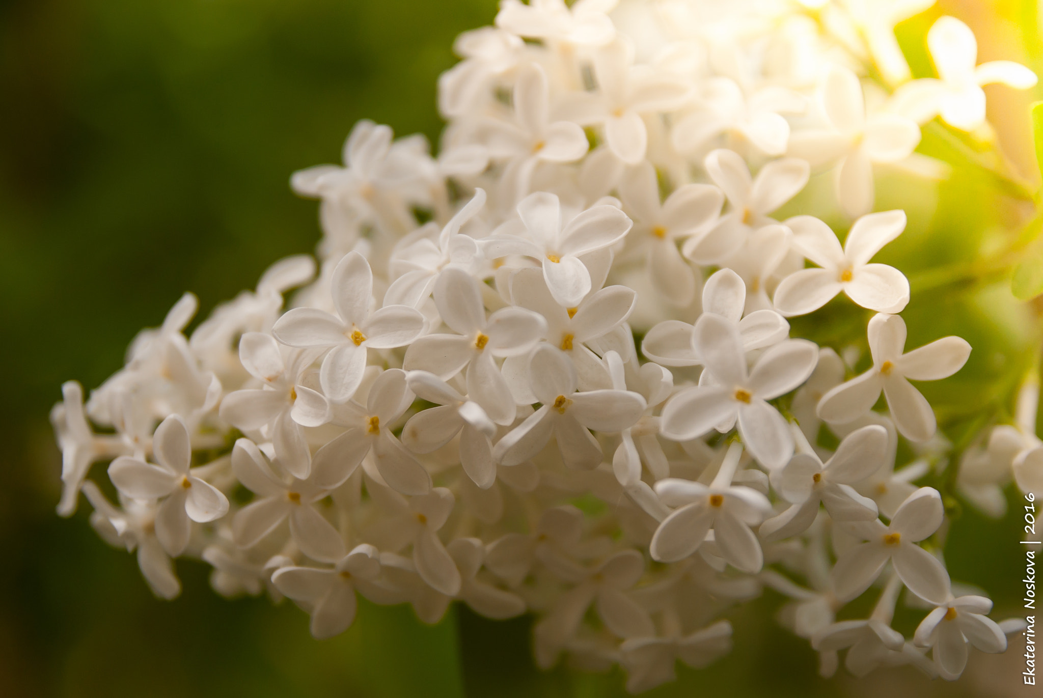 Pentax K200D sample photo. Lilac photography
