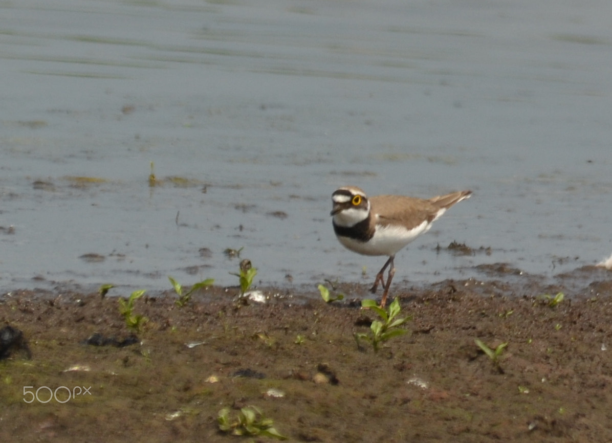 Nikon D3100 + Sigma 150-500mm F5-6.3 DG OS HSM sample photo. Little ringed plover photography