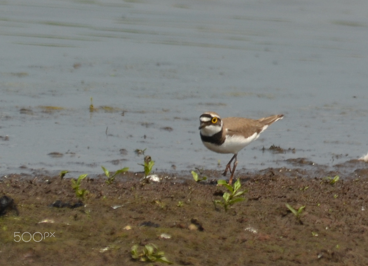 Sigma 150-500mm F5-6.3 DG OS HSM sample photo. Little ringed plover photography
