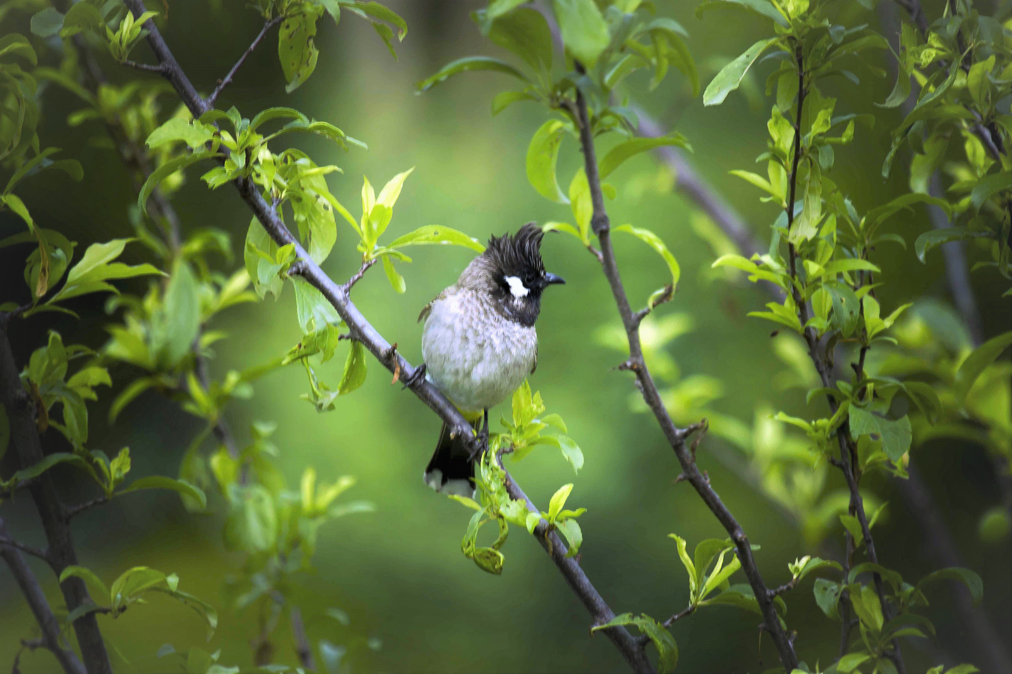 Canon EF 100-400mm F4.5-5.6L IS USM sample photo. Himalayan bulbul photography
