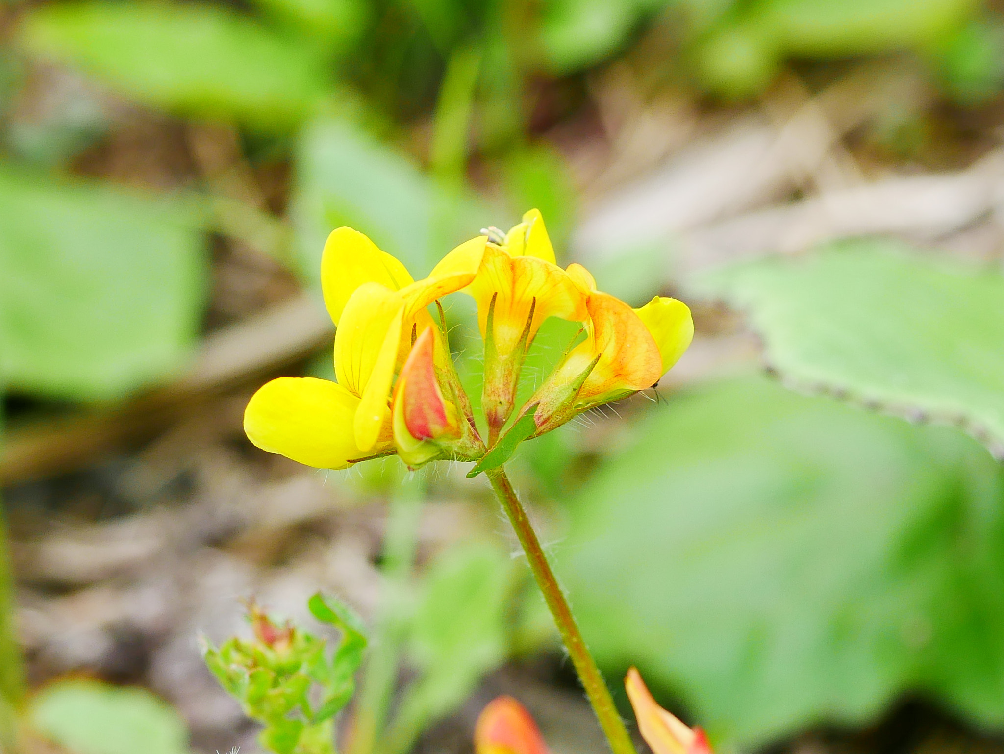 Panasonic DMC-G70 + Panasonic Lumix G Macro 30mm F2.8 ASPH Mega OIS sample photo. Sauvage photography