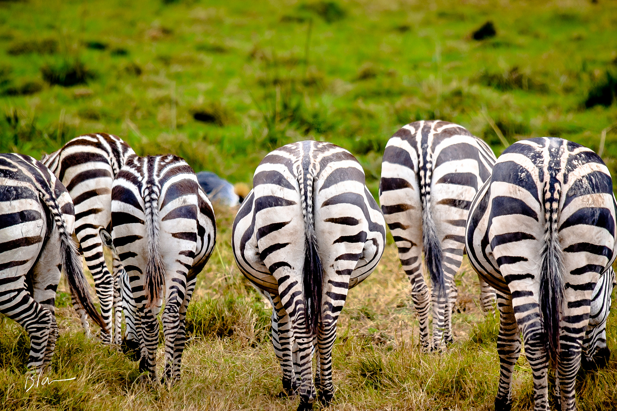 Sigma 150-500mm F5-6.3 DG OS HSM sample photo. Zebras photography