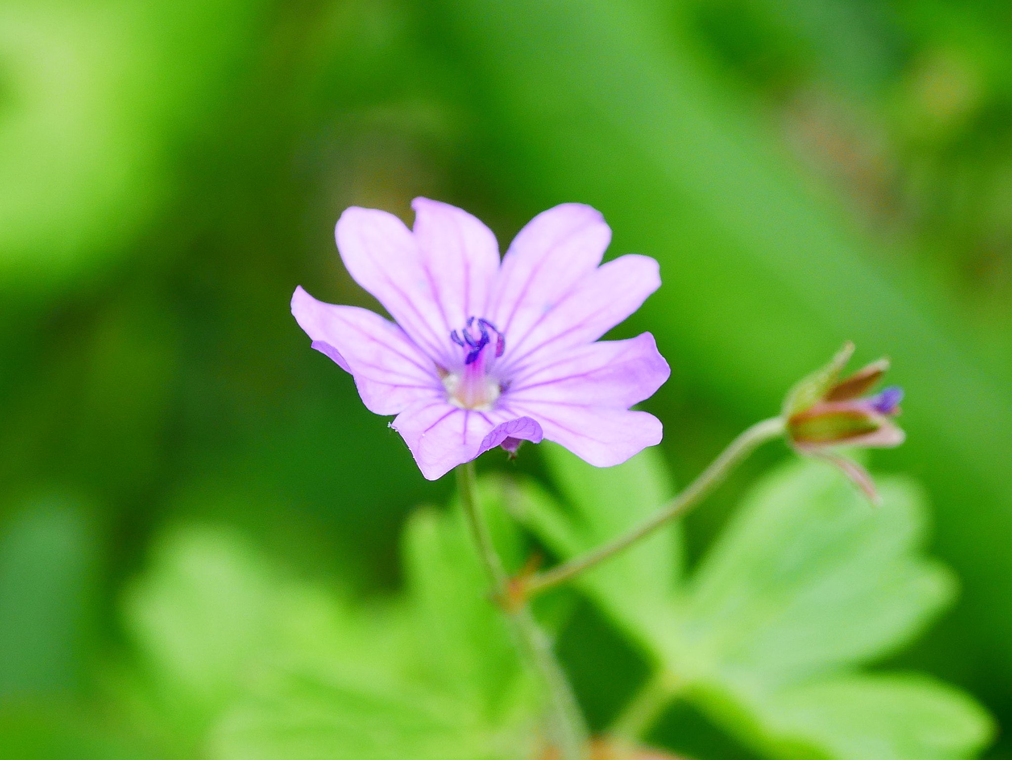 Panasonic DMC-G70 + Panasonic Lumix G Macro 30mm F2.8 ASPH Mega OIS sample photo. A fleur de vert photography