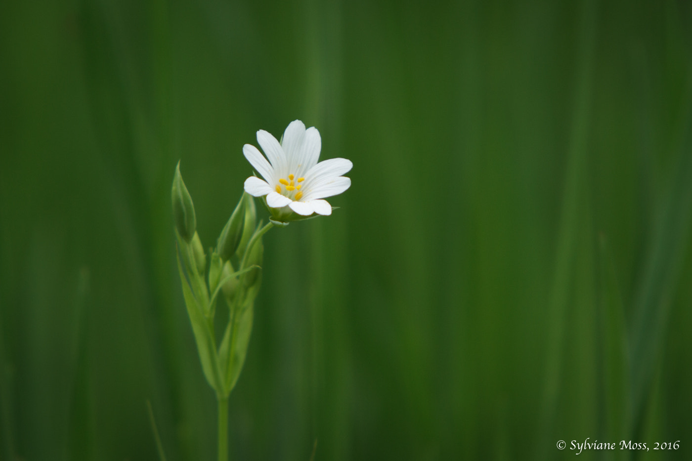 Canon EOS 7D + Canon EF 70-200mm F2.8L IS USM sample photo. Greater stitchwort photography