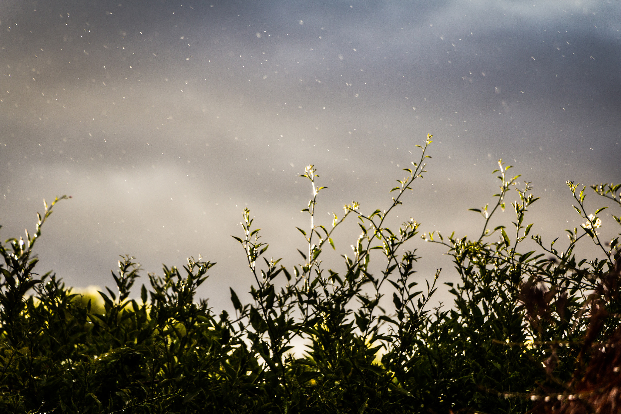 Canon EOS 600D (Rebel EOS T3i / EOS Kiss X5) sample photo. Sun-shower photography