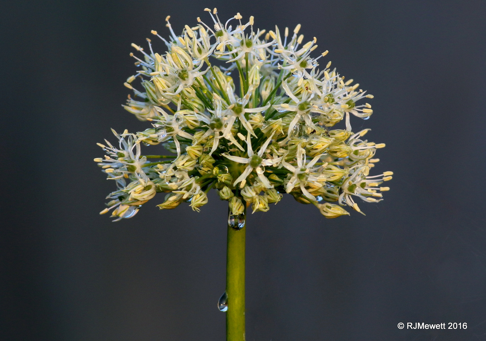 Canon EOS 70D + Canon EF 400mm F5.6L USM sample photo. Alium head.....after a rain shower. photography