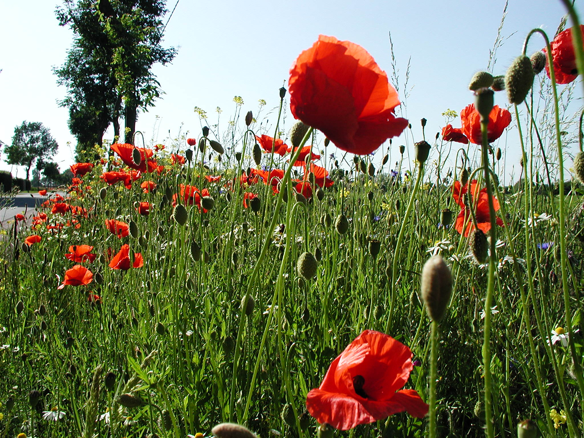 Olympus C3000Z sample photo. Poppy's on the road photography