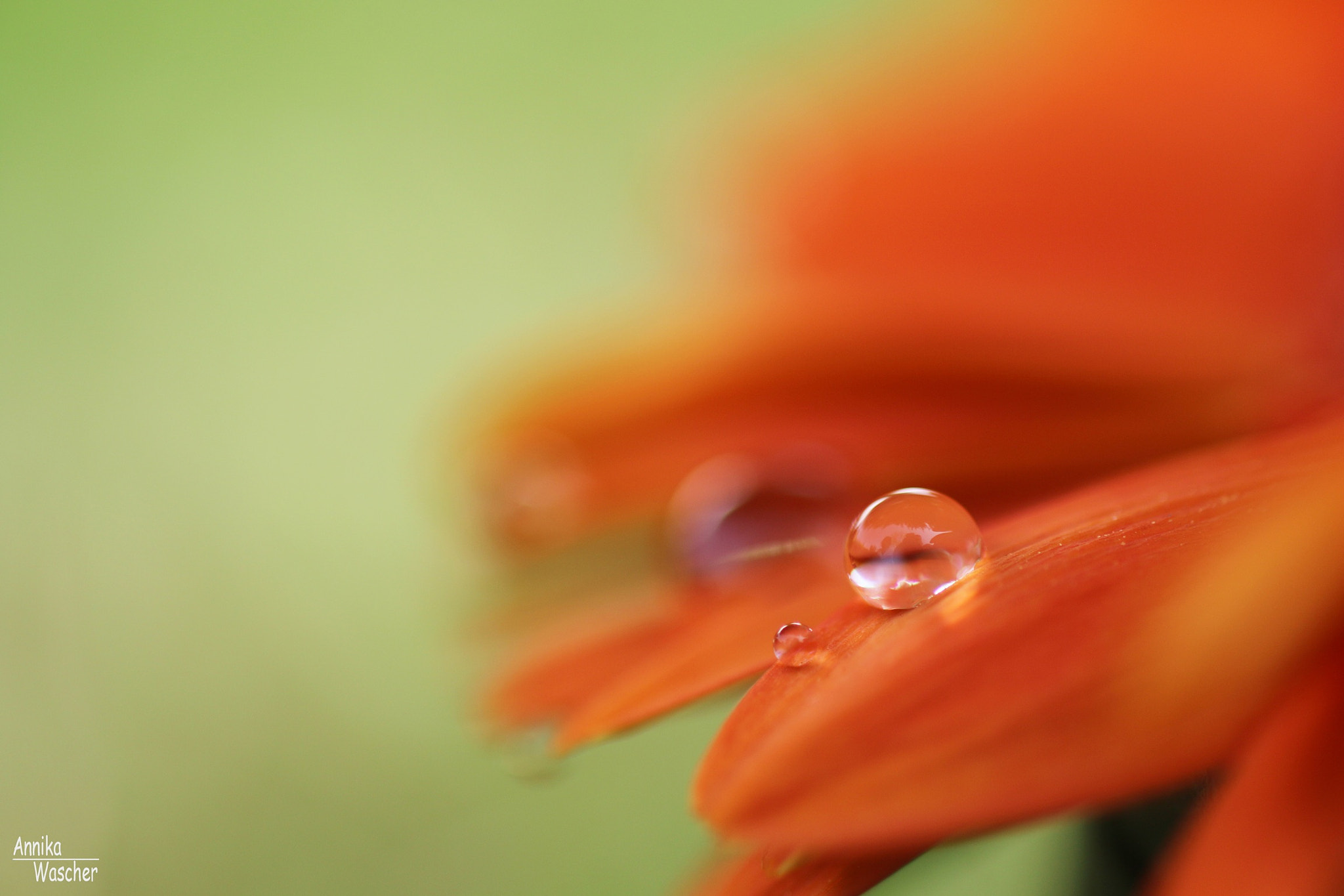 Canon EOS 70D + Sigma 18-50mm f/2.8 Macro sample photo. Drops photography