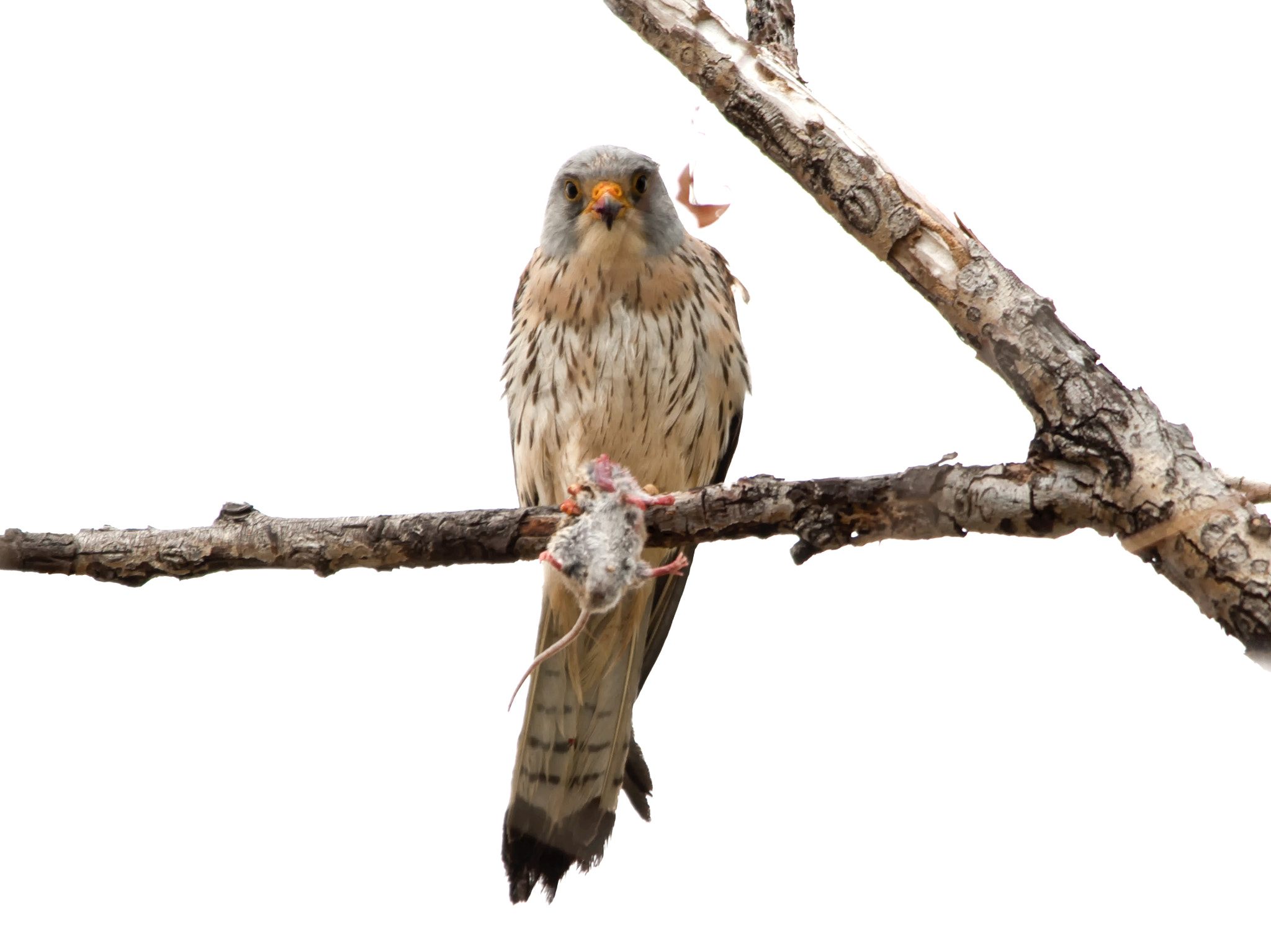 Sigma 150-500mm F5-6.3 DG OS HSM sample photo. ... photography