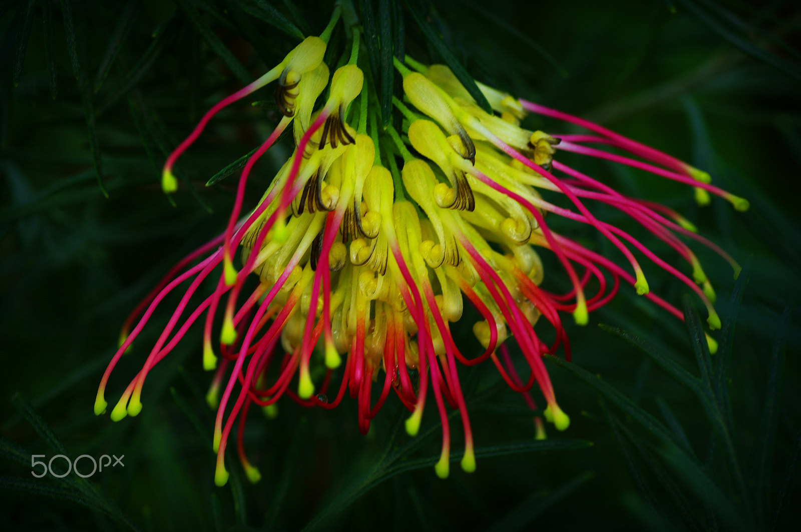 Pentax K-7 + Tamron SP AF 90mm F2.8 Di Macro sample photo. G winpara gold photography