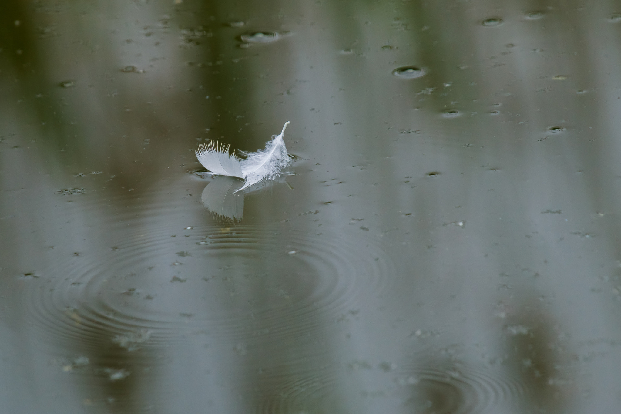 Sony Alpha DSLR-A850 + Sony 70-400mm F4-5.6 G SSM sample photo. Feather photography