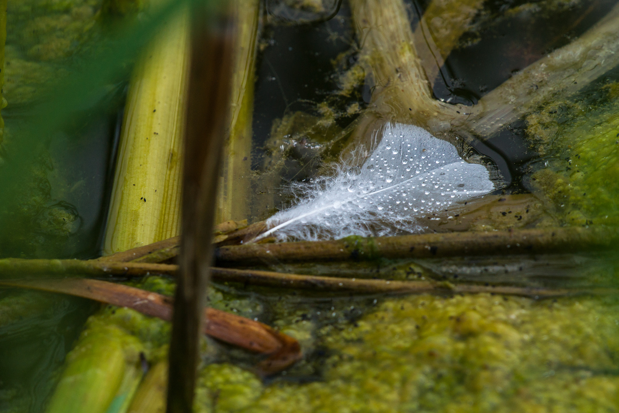 Sony Alpha DSLR-A850 + Sony 70-400mm F4-5.6 G SSM sample photo. Feather photography