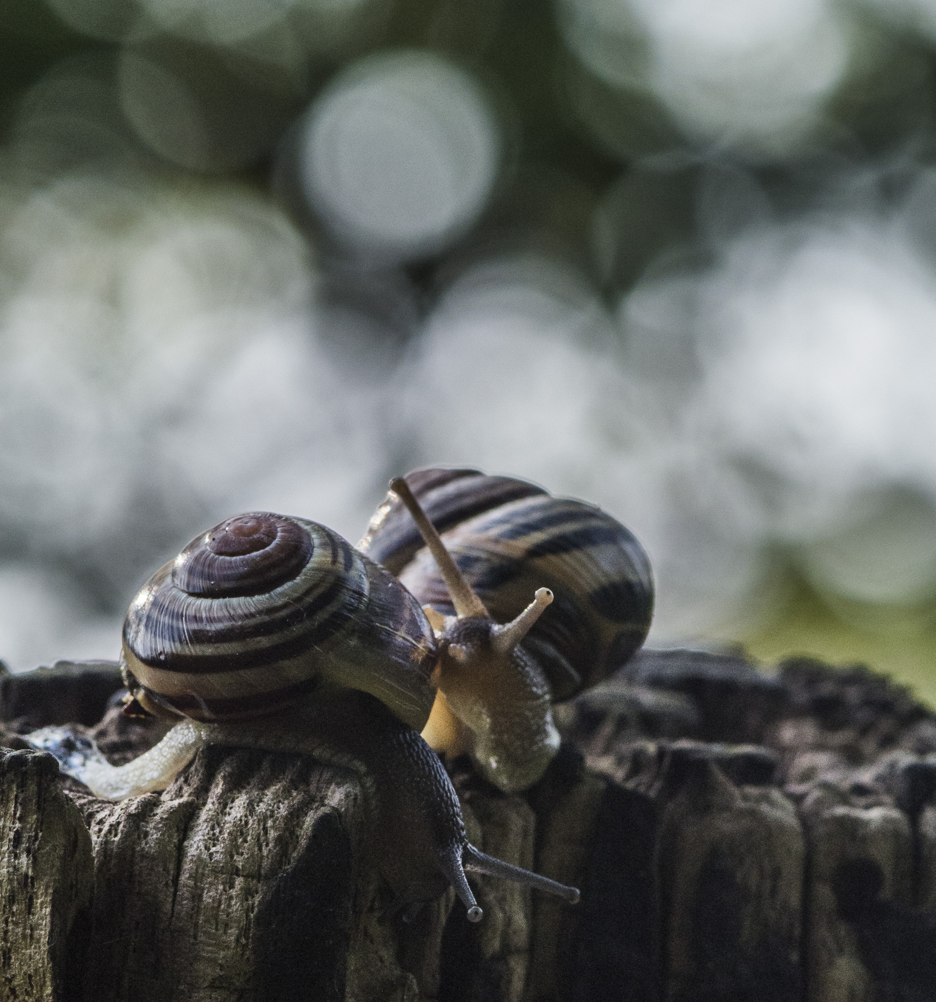 Nikon 1 V1 sample photo. Snails photography