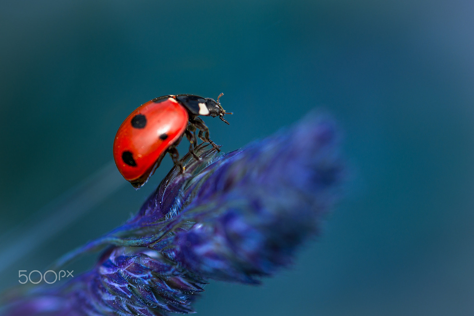Pentax smc D-FA 100mm F2.8 Macro WR sample photo. Imminent take-off photography
