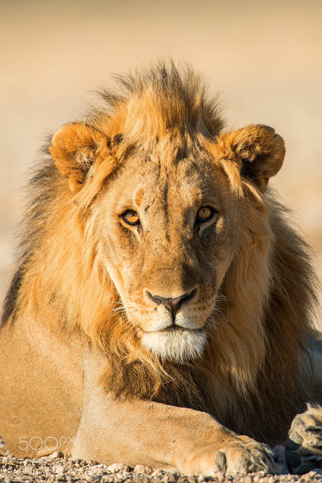 Nikon D800E + Nikon AF-S Nikkor 500mm F4G ED VR sample photo. Etosha photography