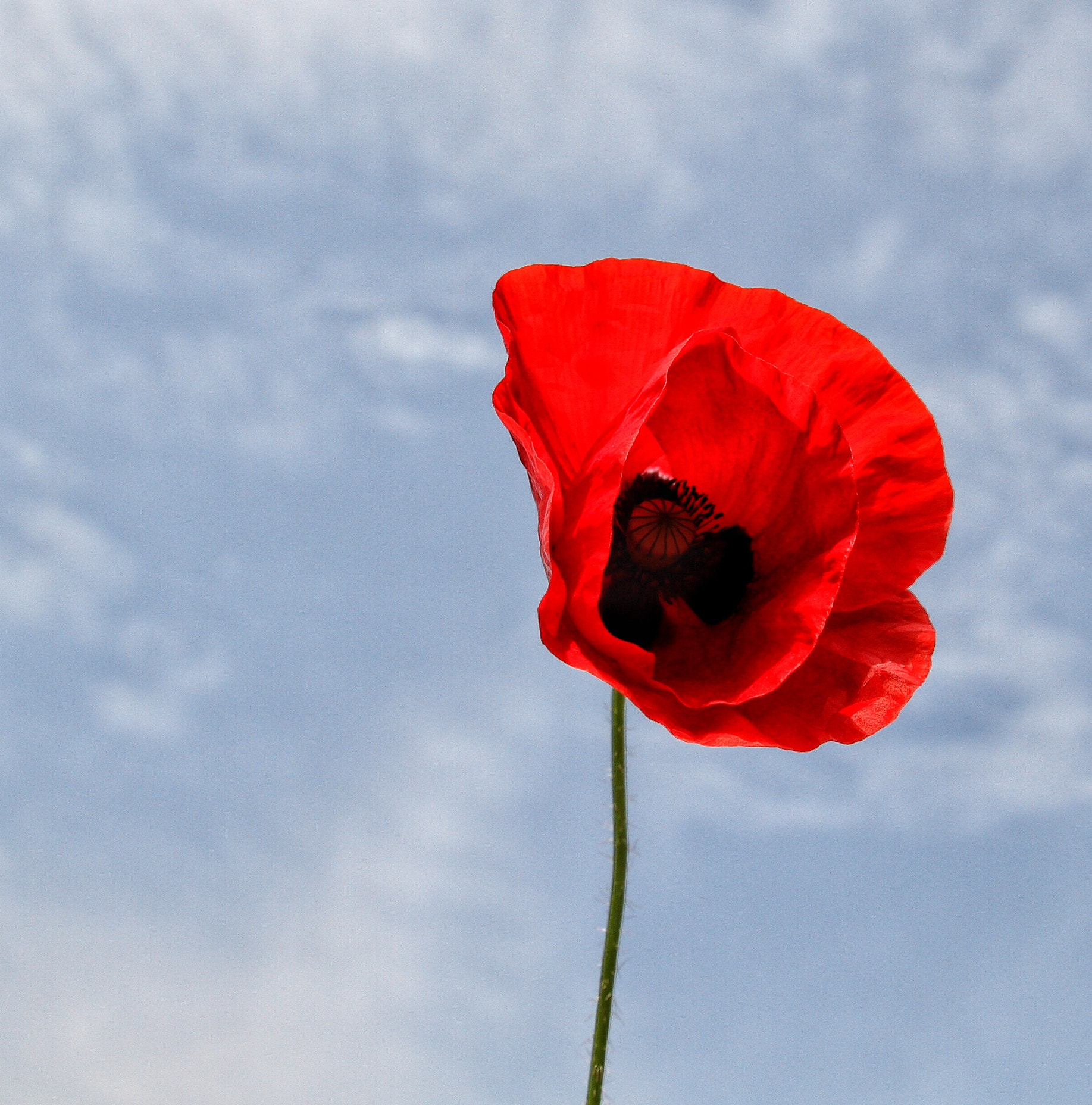 Canon 17-50mm sample photo. Klaproos/poppy photography