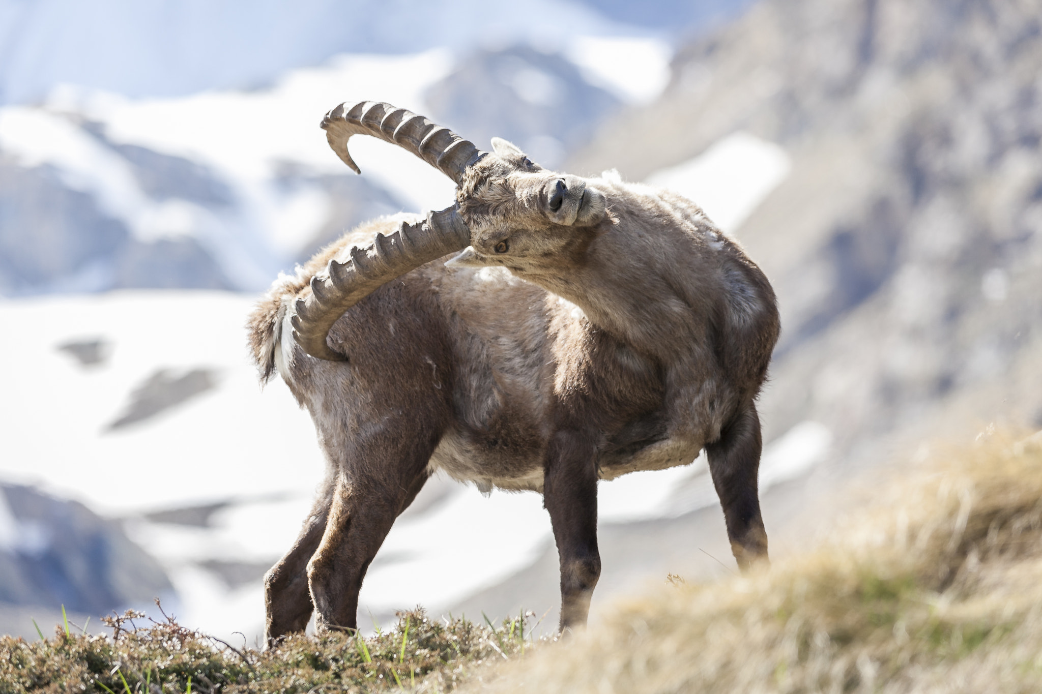 Canon EOS 5D Mark II + Sigma 150-500mm F5-6.3 DG OS HSM sample photo. A day along with the ibex #1 photography