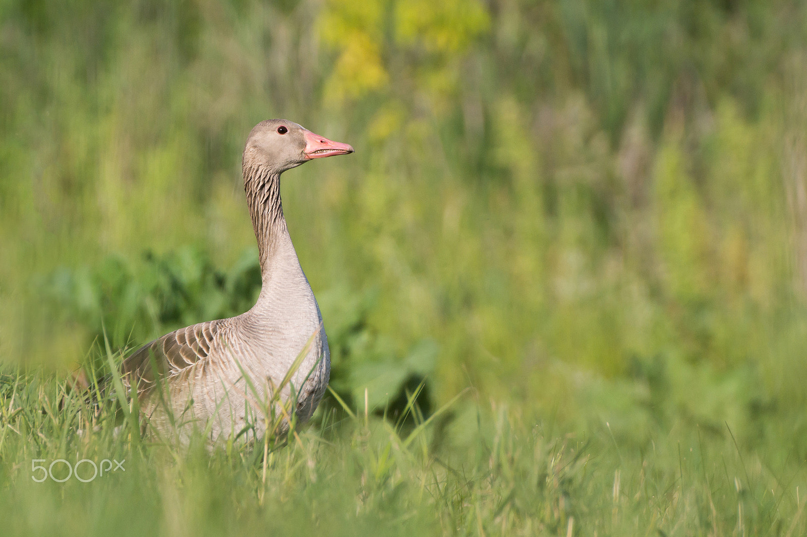 Tamron SP 70-300mm F4-5.6 Di USD sample photo. Greylag goose photography