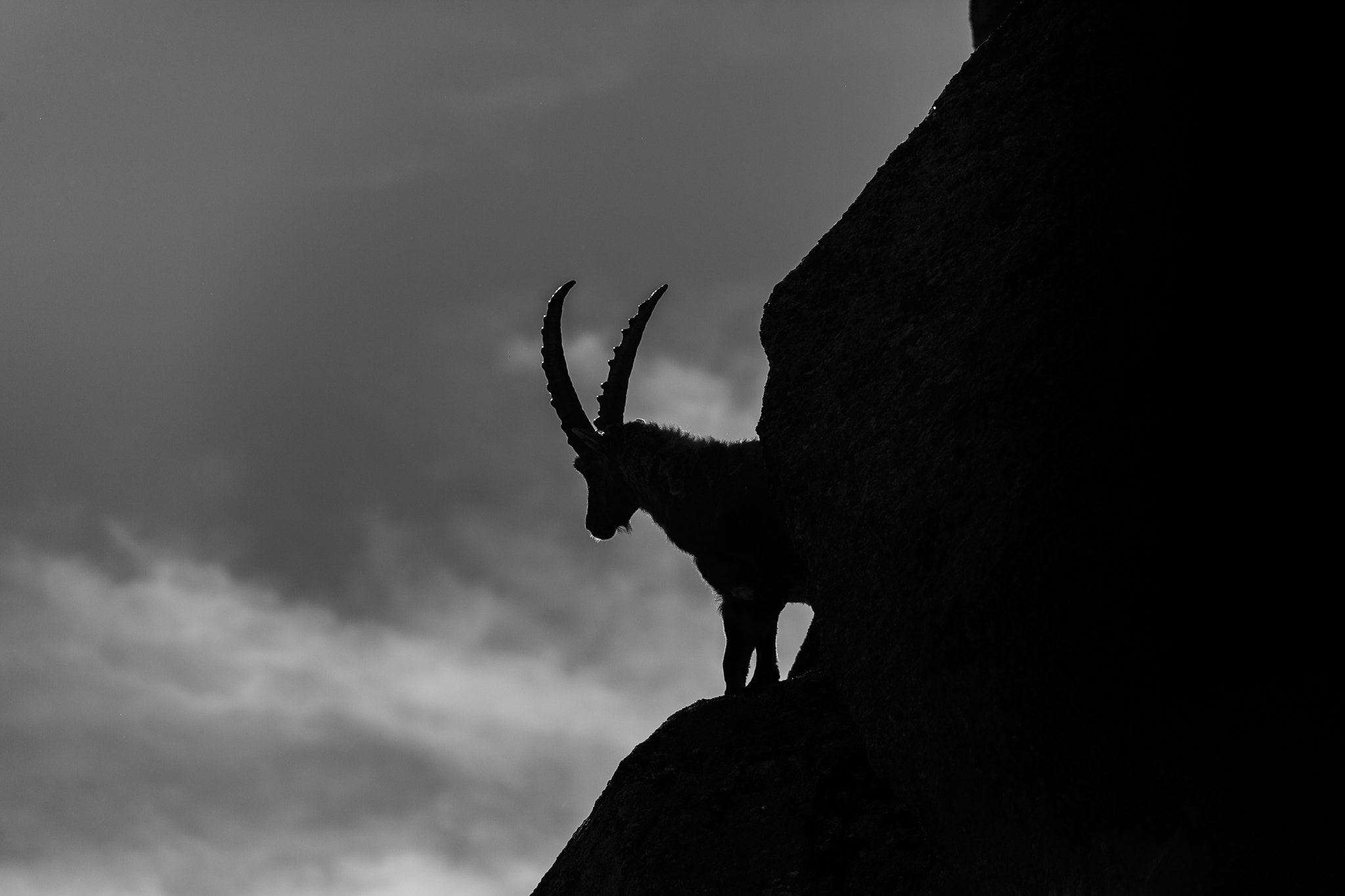 Sigma 150-500mm F5-6.3 DG OS HSM sample photo. A day along with the ibex #2 photography